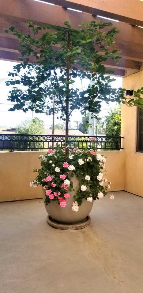 Burbank Plaza Townhomes - Photo 7 of 19