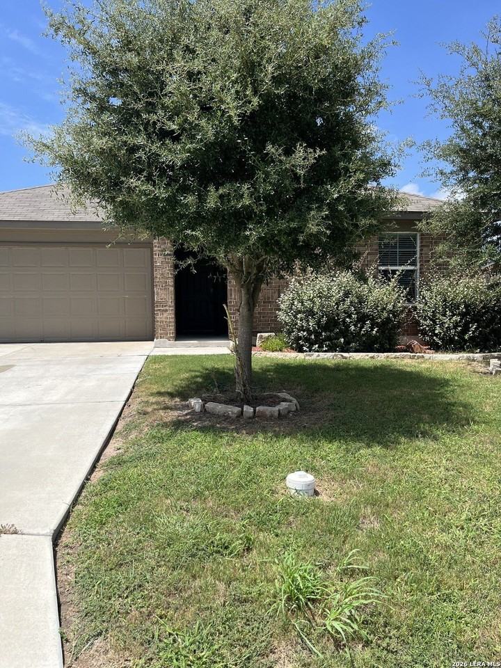 2118 Silver Maple