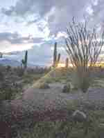 featured image of 4140 W Camino Pintoresco