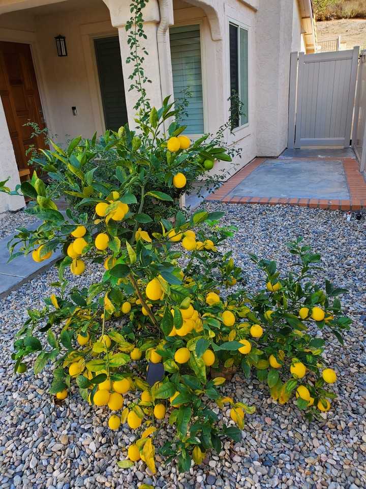 11153 Avenida De Los Lobos #NA - Photo 2 of 7