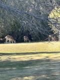 179 Armadillo Ln #NA - Photo 1 of 1