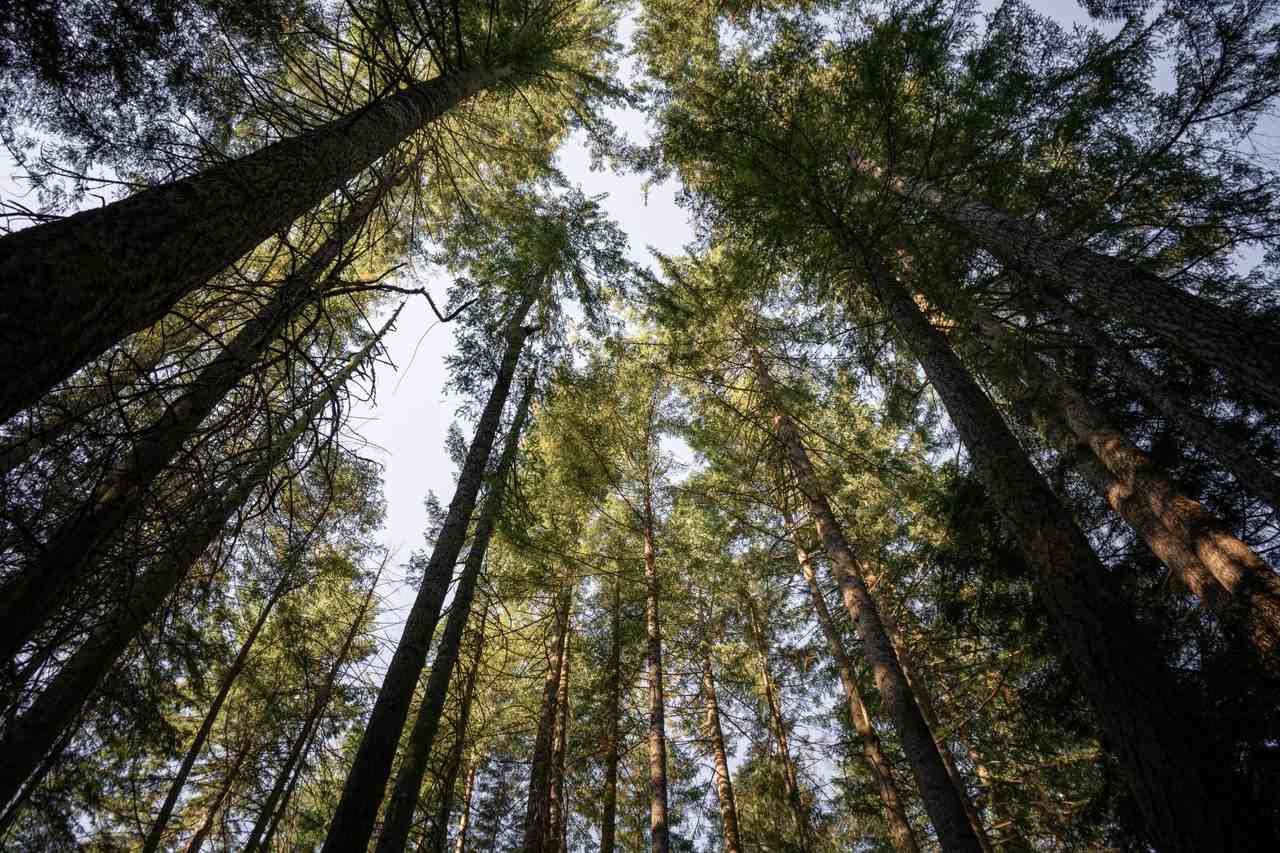 Cypress at Baden - Photo 5 of 16