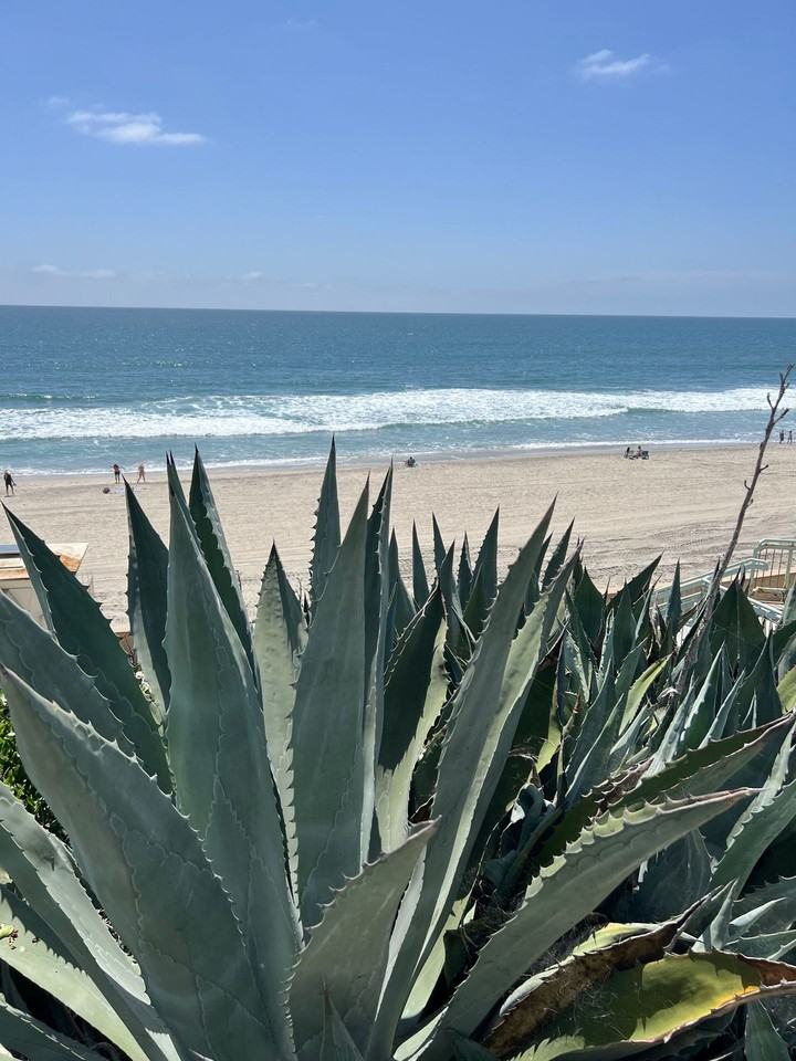 Sea Chase (Acacia Avenue) - Photo 2 of 4