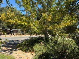 2061 Los Encinos Rd - Photo 4 of 25