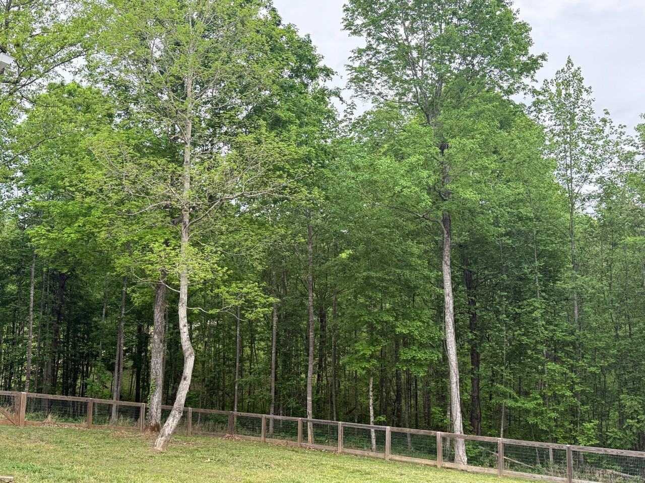 999 Promise Land Rd - Photo 3 of 19