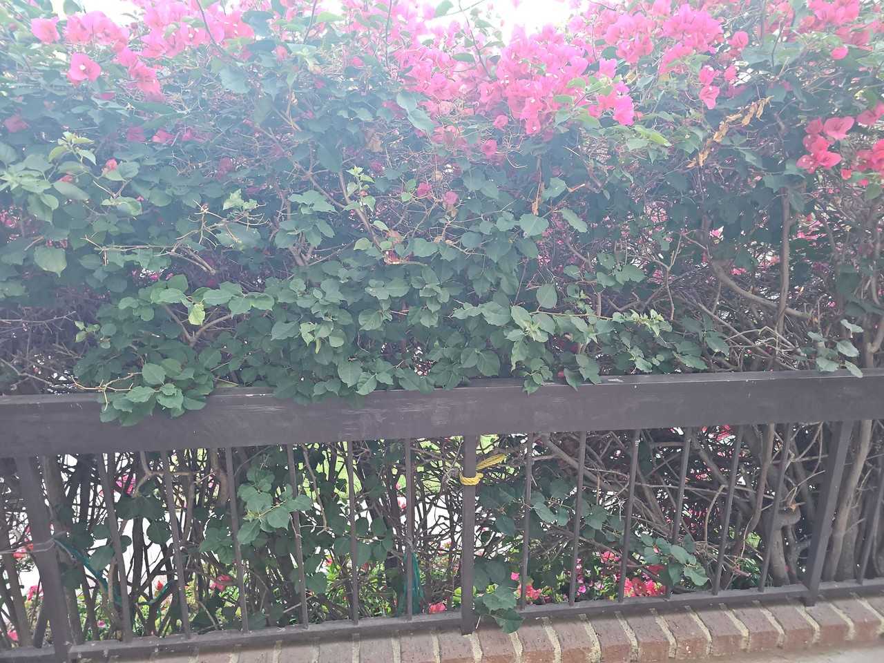 Magnolia Blvd - Photo 2 of 40