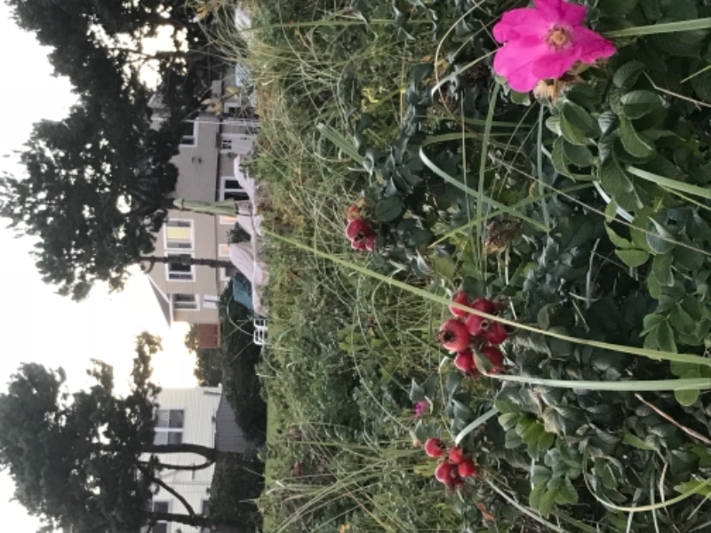 5 Parcher Ave - Photo 4 of 50