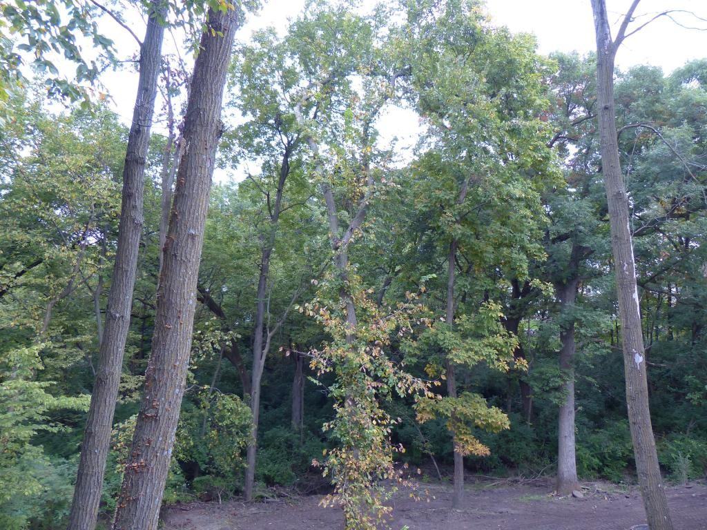 12801 Oak Brook Dr - Photo 2 of 23
