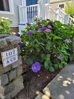 featured image of 107 Ash St #1