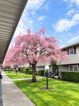 Cascadian East Apartments - Photo 1 of 1