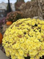 The Village at Elam Farms - Photo 1 of 1