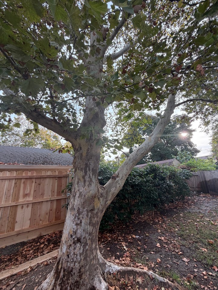805 Penstemon Way - Photo 6 of 32