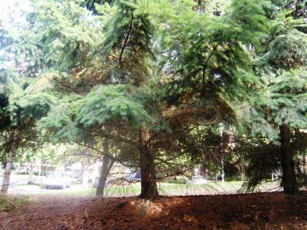 5300 Harbour Point Blvd - Photo 2 of 9